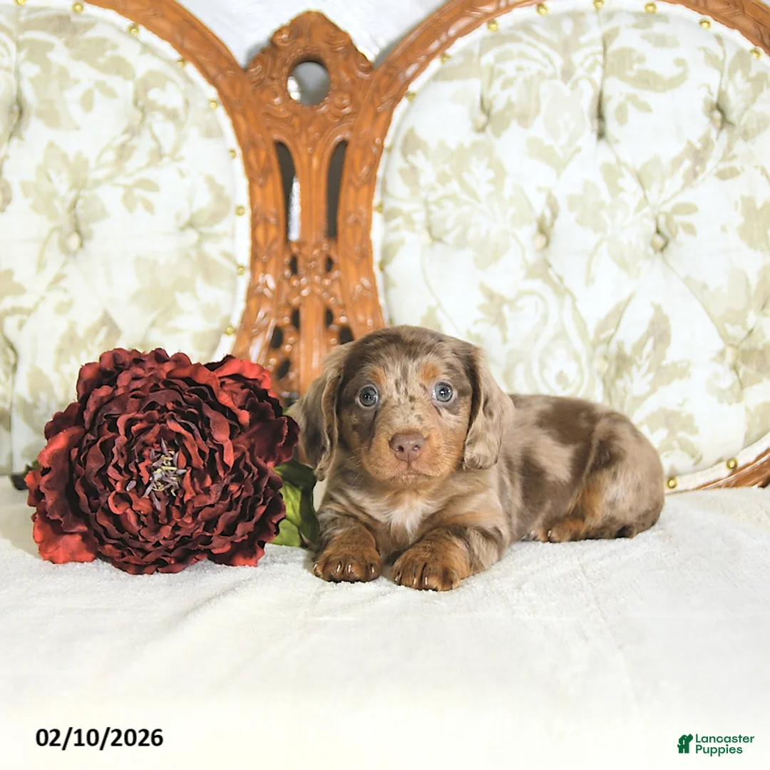 Miniature Dachshund dogs for sale: Parker - Ad 4