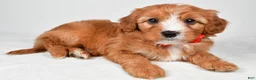 Cavapoo dogs for sale: Riley - Ad 2