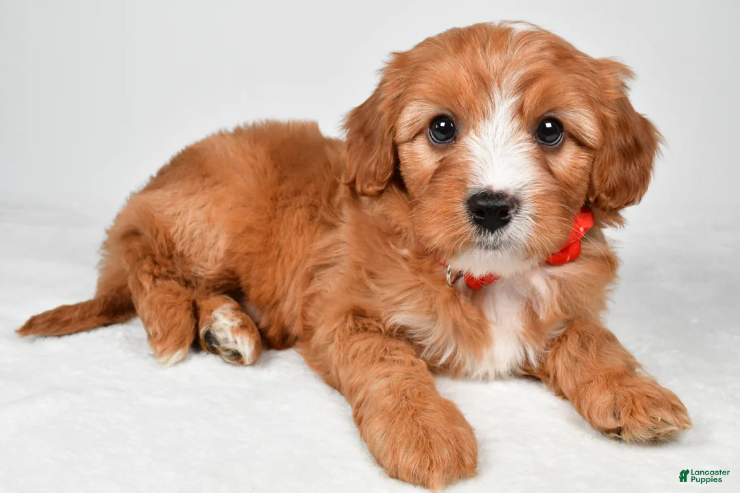 Cavapoo dogs for sale: Riley - Ad 2