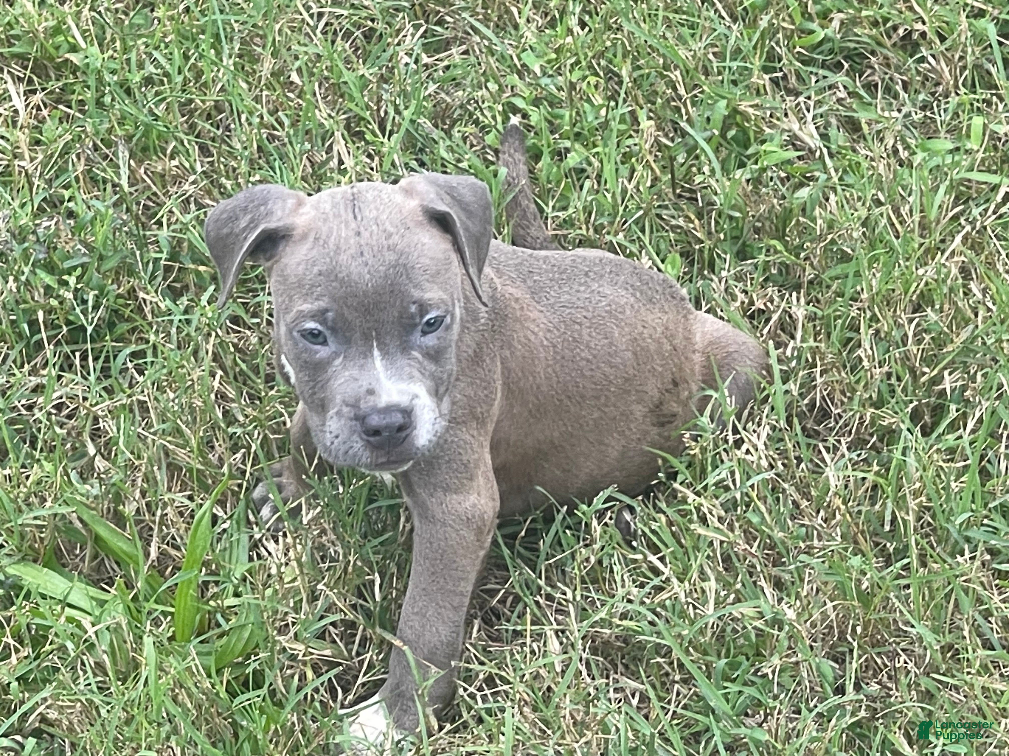 Mixed Breed dogs for sale: Breed 3 - Ad 40