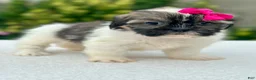 Shih Tzu dogs for sale: Girl Roxy - Ad 4
