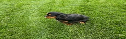 Cavalier King Charles Spaniel dogs for sale: Ricky Genetic Clear - Ad 10