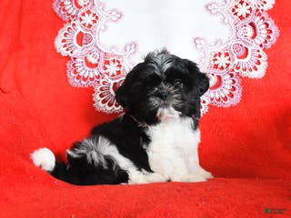 Shih Tzu dogs Yahtzee - Ad 7