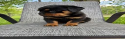 Rottweiler dogs for sale: Stella - Ad 12