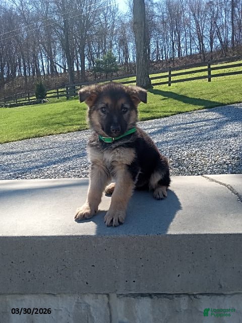 German Shepherd dogs Duke - Ad 2