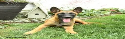 Belgian Malinois dogs for sale: Greta - Ad 2