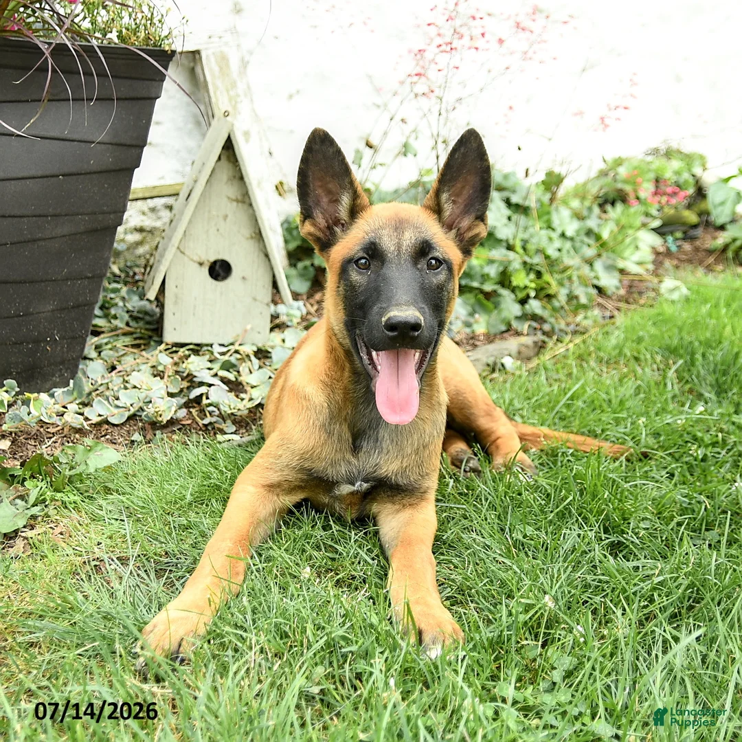 Belgian Malinois dogs for sale: Greta - Ad 2