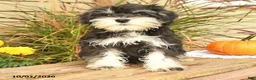 Miniature Schnauzer dogs for sale: Pedro - Ad 1