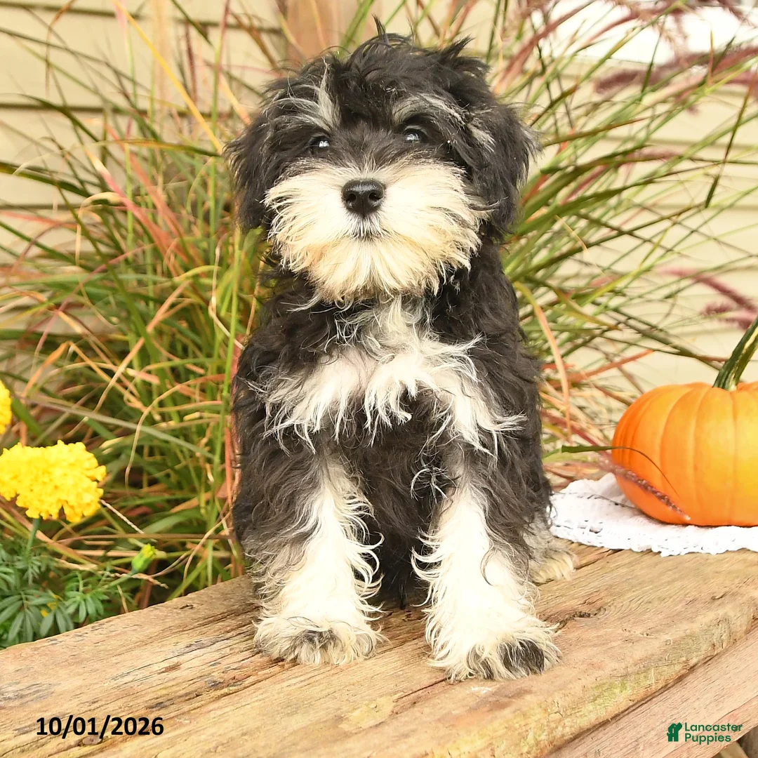 Miniature Schnauzer dogs for sale: Pedro - Ad 1
