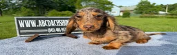 Miniature Dachshund dogs for sale: AKC Russian Ch line - Ad 10