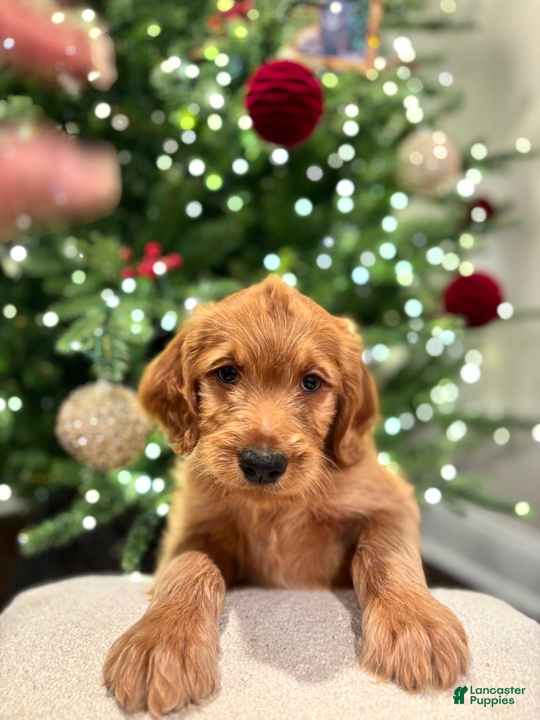 Goldendoodle dogs for sale: green - Ad 1