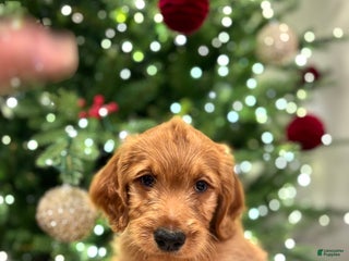 Goldendoodle dogs green - Ad 35