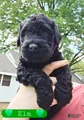Giant Schnauzer Elm