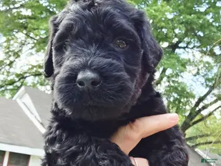 Giant Schnauzer dogs Giant Schnauzer Elm - Ad 4