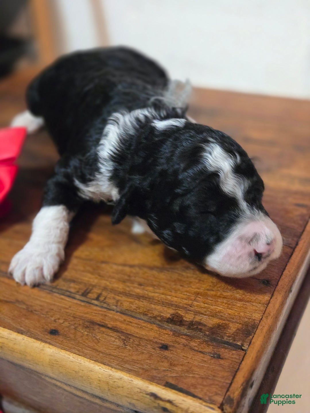 Mixed Breed dogs for sale: Asher - Ad 11