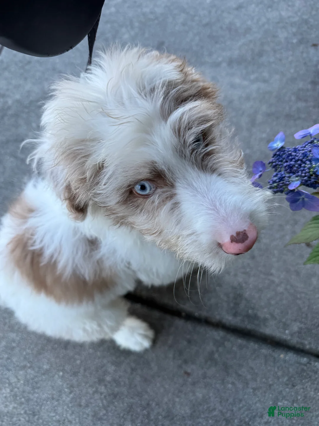 Aussiedoodle dogs for sale: Eula 🩵 - Ad 1