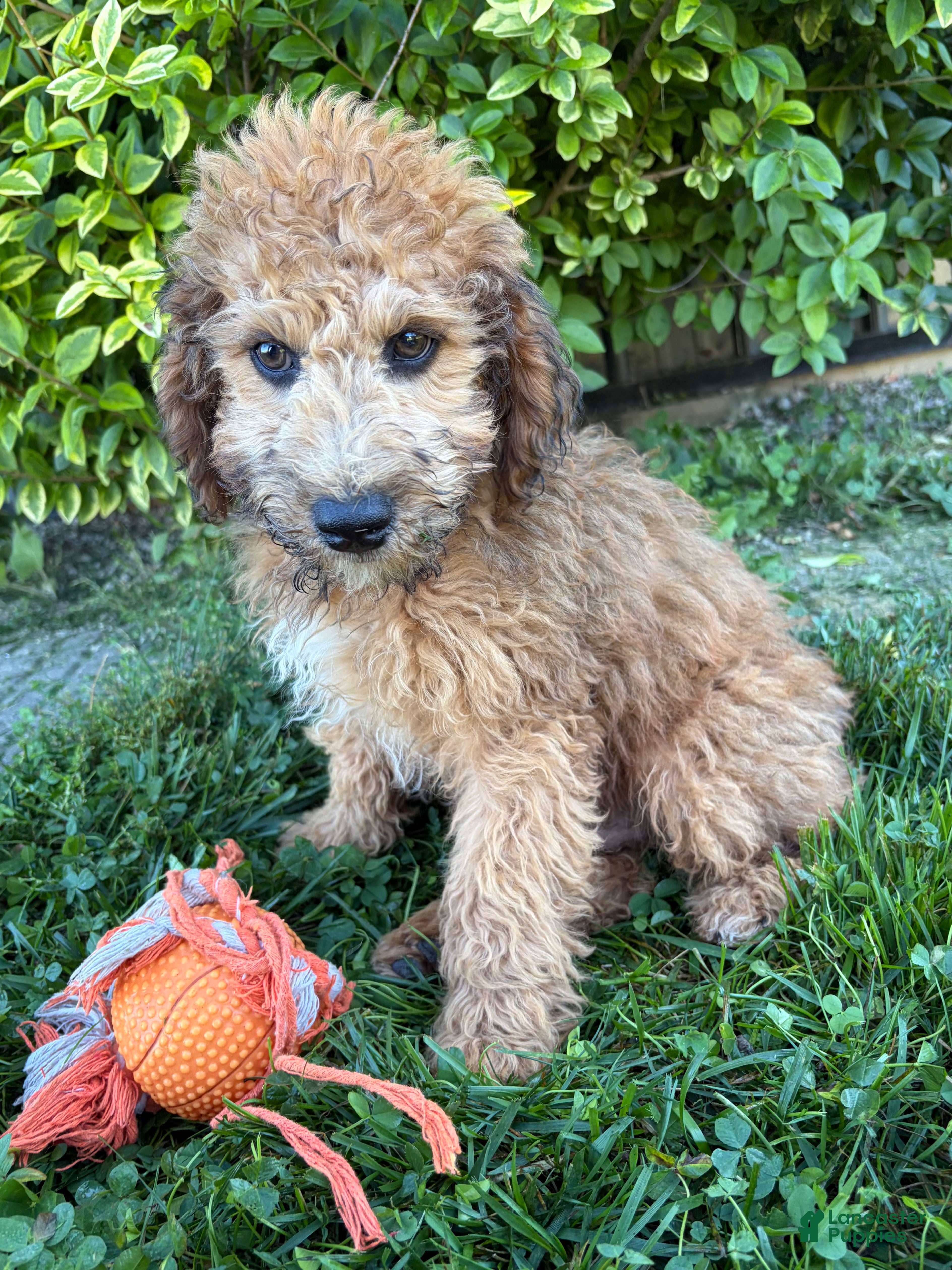 Whoodle dogs Hardy - Ad 2