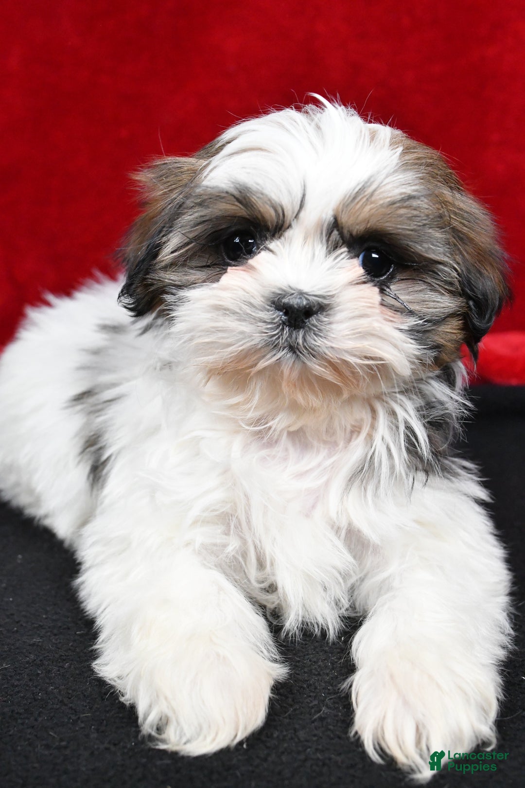 Shih Tzu dogs for sale: Bella - Ad 9