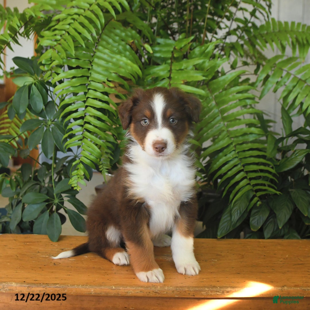 Australian Shepherd dogs for sale: Adonis - Ad 1