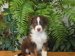 Australian Shepherd dogs Adonis - Ad 35