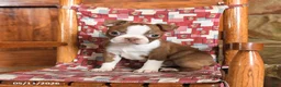 Boston Terrier dogs for sale: Barnaby - Ad 3
