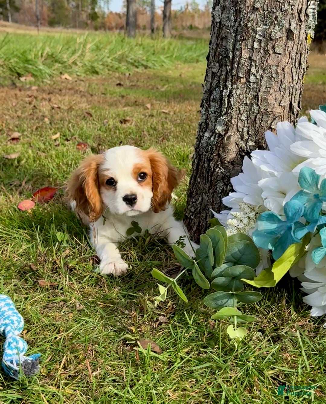 Cavalier King Charles Spaniel dogs for sale: Cavalier King Charles Spaniel Puppy 2 (Rocky) - Ad 12