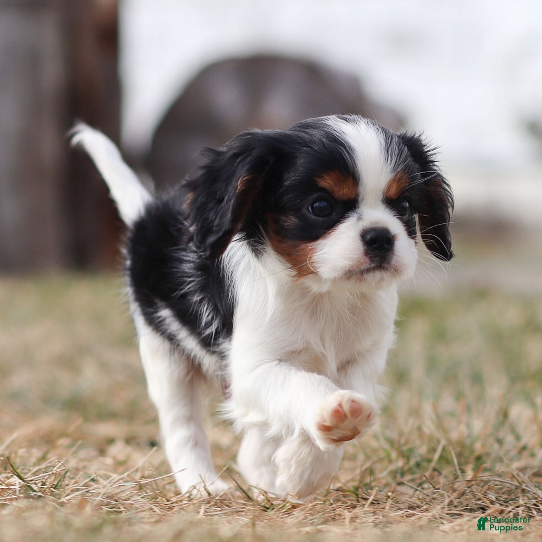 Cavalier King Charles Spaniel dogs for sale: Azriel - Ad 4