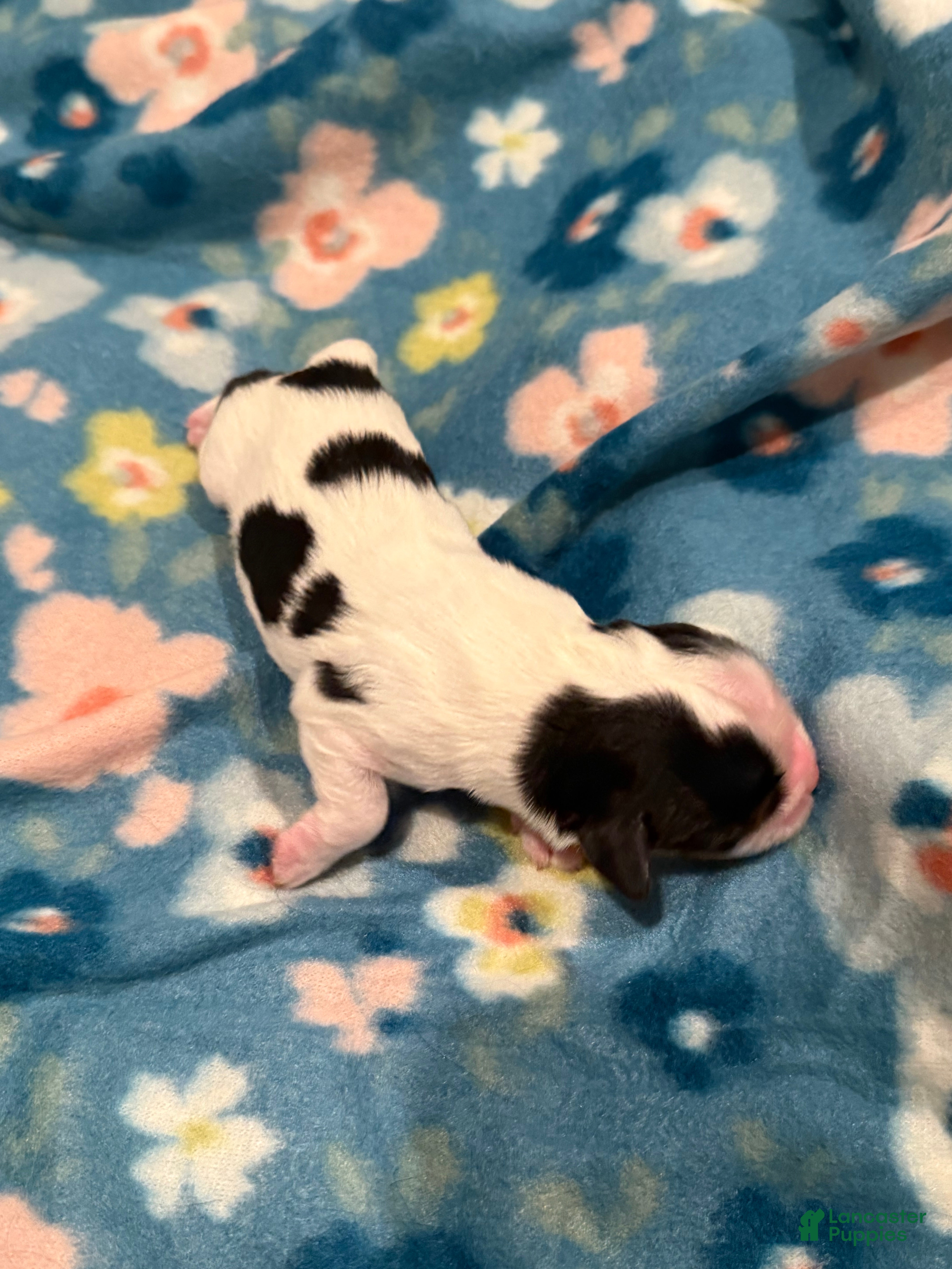 Cavalier King Charles Spaniel dogs for sale: Aspen - Ad 3