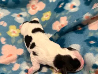 Cavalier King Charles Spaniel dogs for sale: Aspen - Ad 3