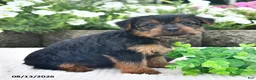 Yorkshire Terrier dogs for sale: Amy - Ad 2