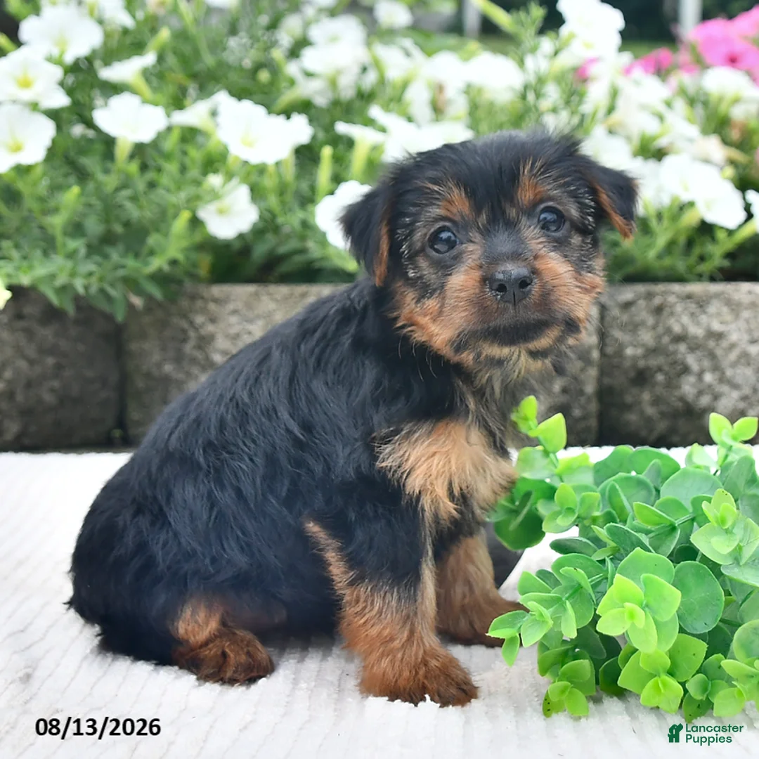 Yorkshire Terrier dogs for sale: Amy - Ad 2