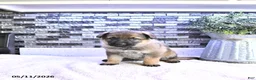 German Shepherd dogs for sale: Asia - Ad 4