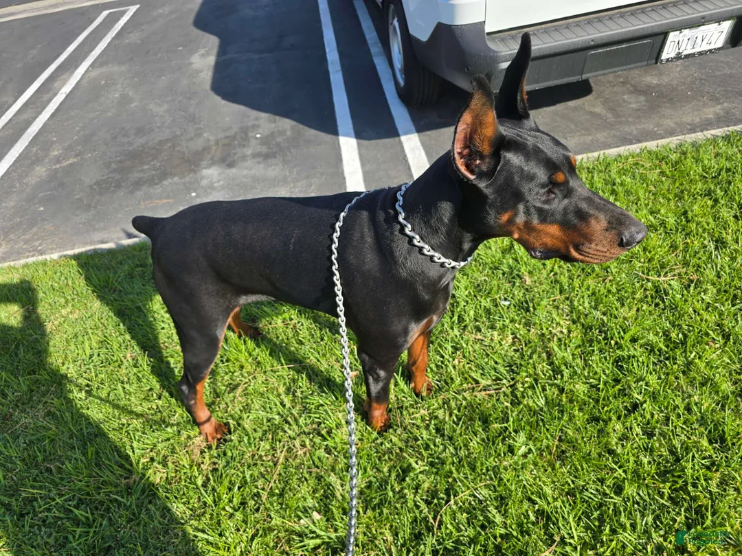 Doberman Pinscher dogs for sale: Doberman Pinscher Puppy 1 - Ad 2