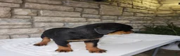 Rottweiler dogs for sale: Bailey  - Ad 3