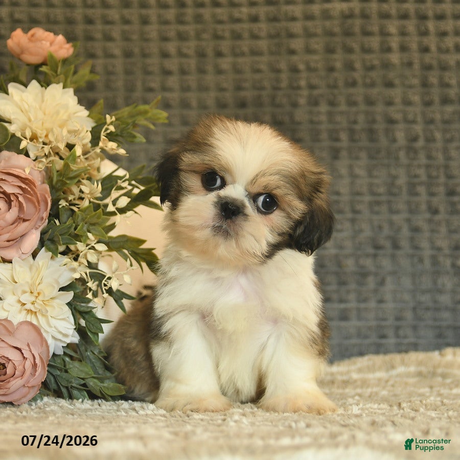 Shih Tzu dogs Boots  - Ad 1