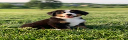 Bernese Mountain Dog dogs for sale: North - Ad 1
