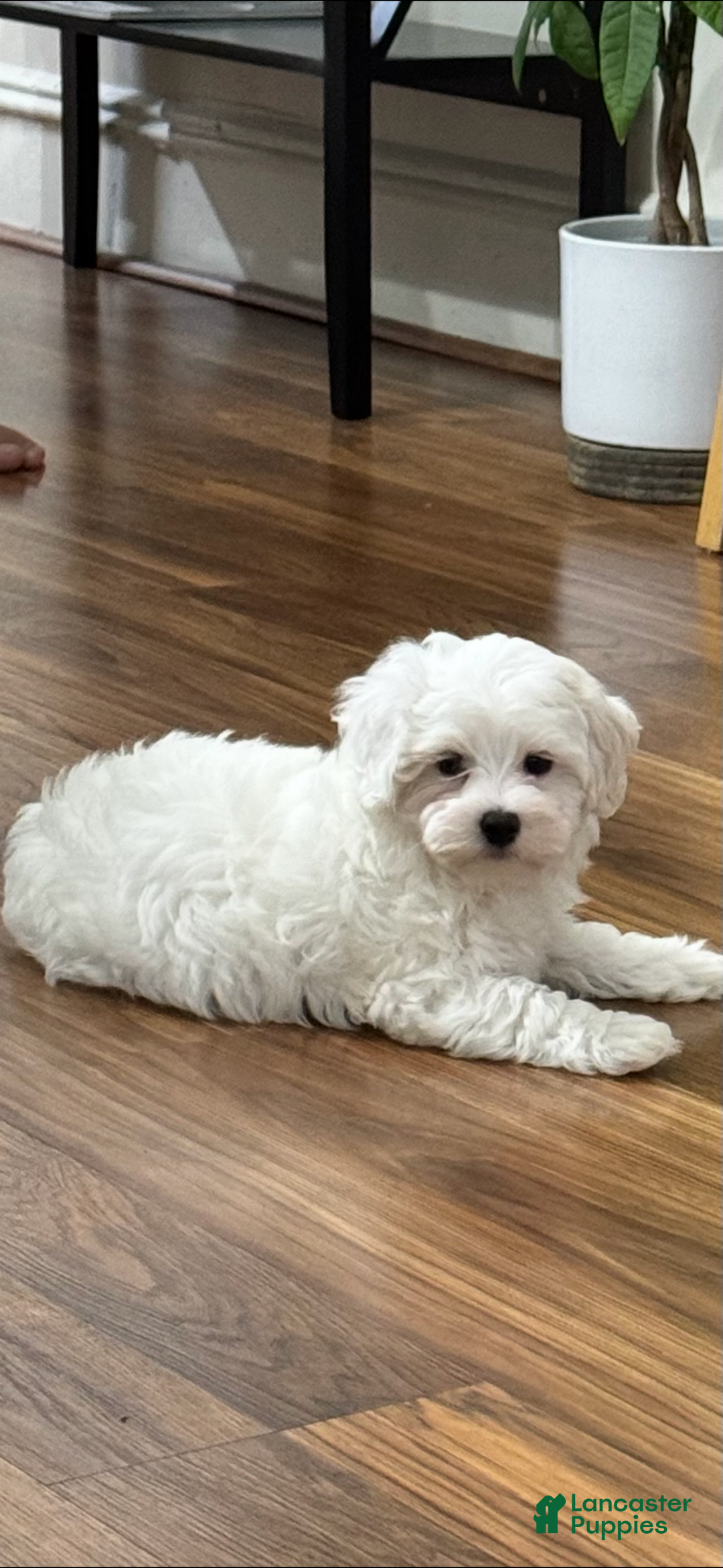 Maltipoo dogs for sale: Maltipoo Puppy 1 - Ad 2
