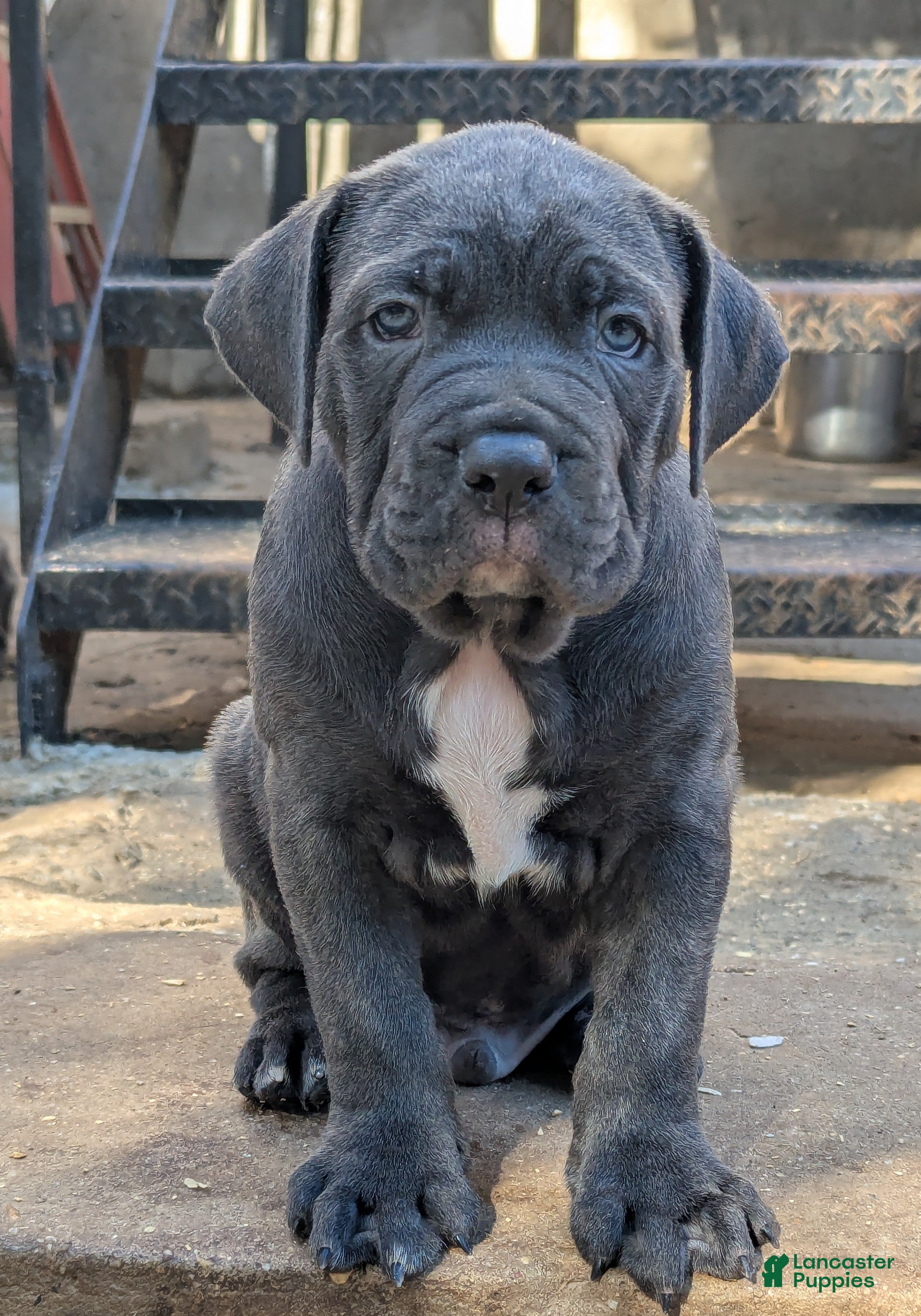 Cane Corso dogs Mr. Miyagi  - Ad 1