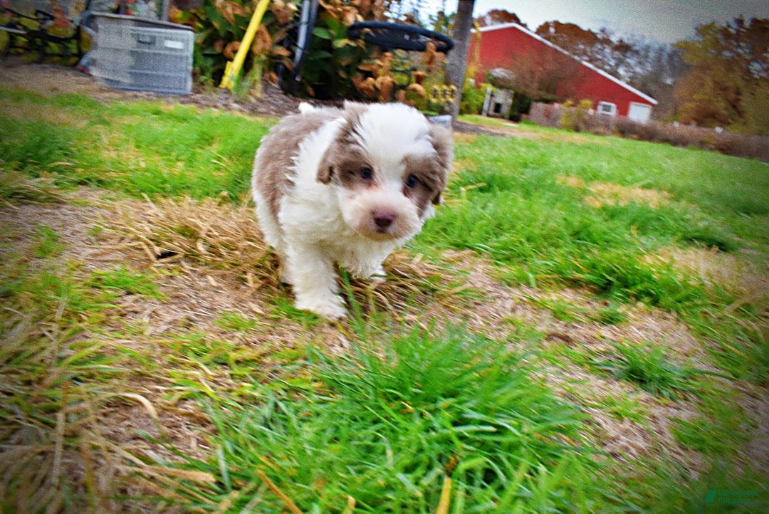 Havapoo dogs for sale: Nabisco - Ad 24