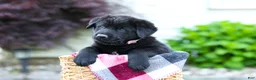 Sheprador dogs for sale: Bear - Ad 4