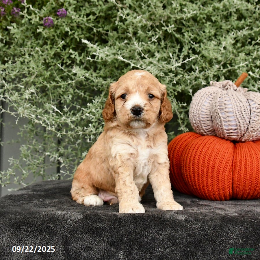 Cockapoo dogs Cinnamon - Ad 39