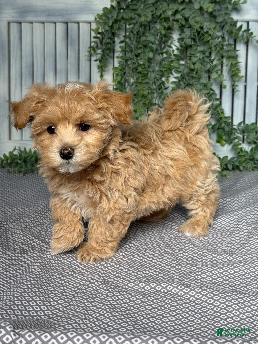 Maltipoo dogs for sale: Benson - Ad 2