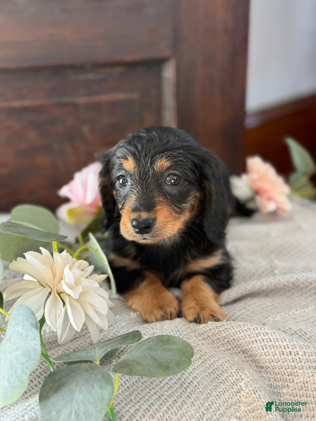 Miniature Dachshund dogs for sale: Mac - Ad 8