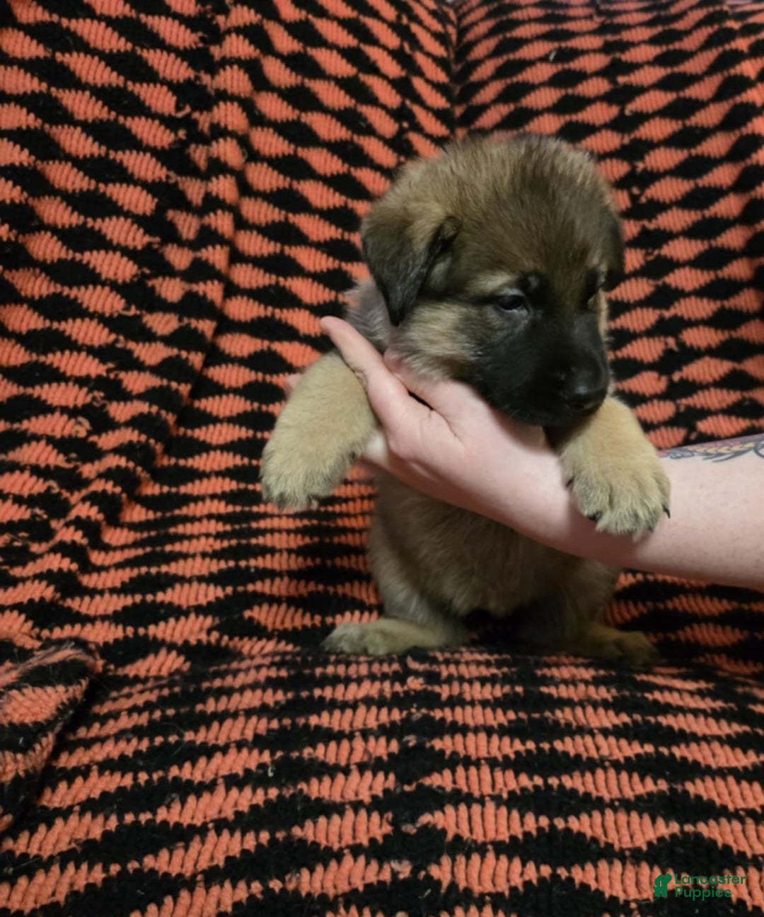 German Shepherd dogs for sale: Iris - Ad 2