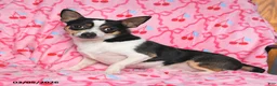 Chihuahua dogs for sale: Jake - Ad 5