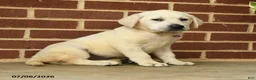 Labrador Retriever dogs for sale: Becky - Ad 3
