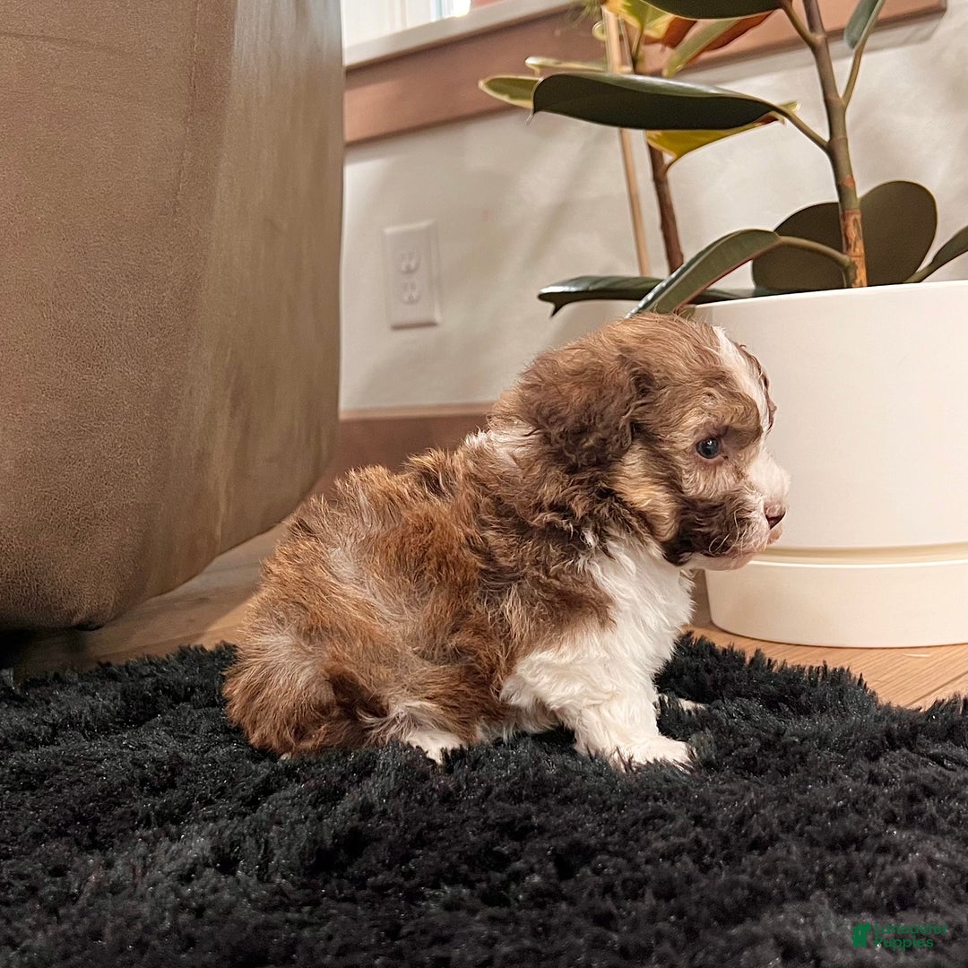 Havanese dogs for sale: Rascal - Ad 5