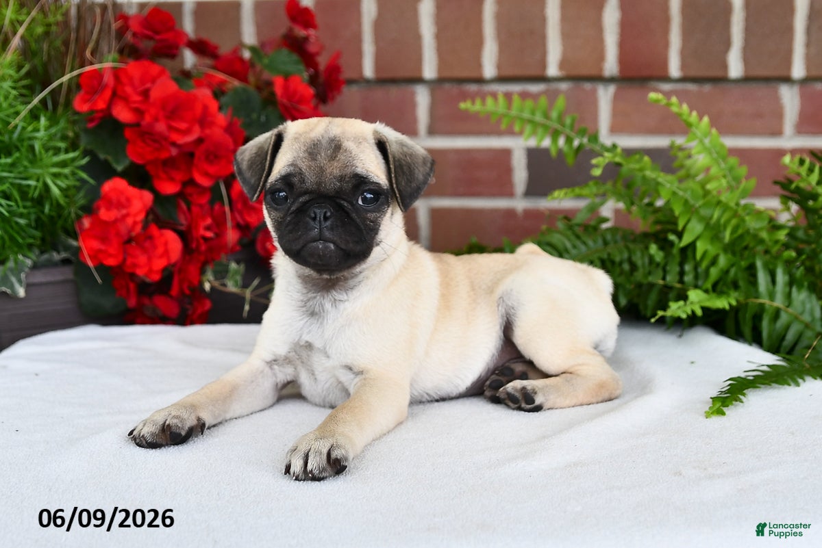 Pug dogs Princess - Ad 2