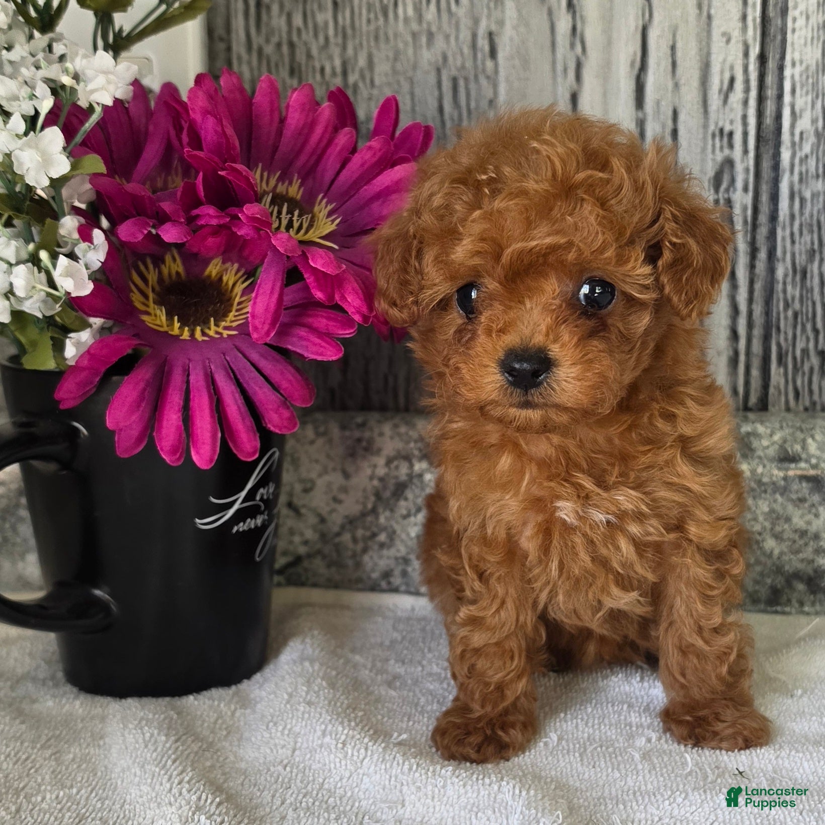 Toy Poodle dogs Popppy - Ad 2