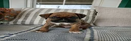 Boxer dogs for sale: Cyrus - Ad 4